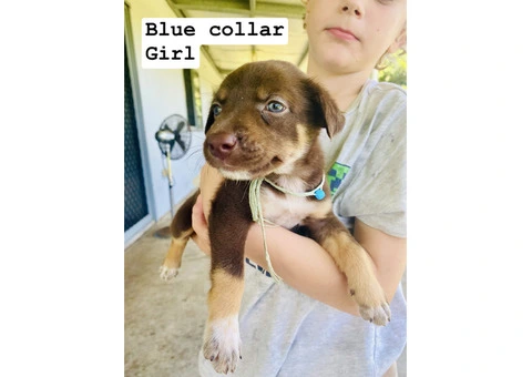 kelpie collie pups from working parents - 5/9