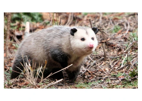 Happy Possum Catcher Sydney