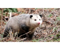 Happy Possum Catcher Sydney