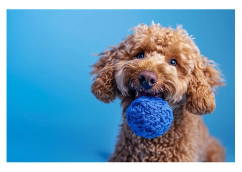 Why Do Dogs Destroy Toys When They Are Lonely?