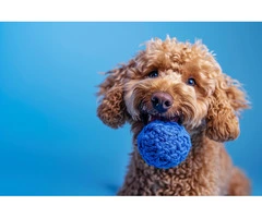 Why Do Dogs Destroy Toys When They Are Lonely?
