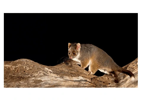 Get Possum Control in Melbourne with Ultimate Guide to Safe and Reliable Possum Removal