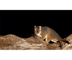 Get Possum Control in Melbourne with Ultimate Guide to Safe and Reliable Possum Removal