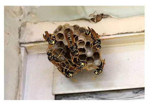 Happy Wasp Control Sydney