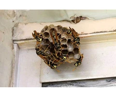 Happy Wasp Control Sydney