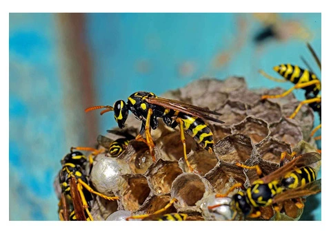 Happy Wasp Control Sydney - 2/2