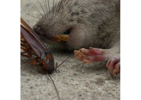 Flatline Pest Control - End of Lease Pest Control Central Coast