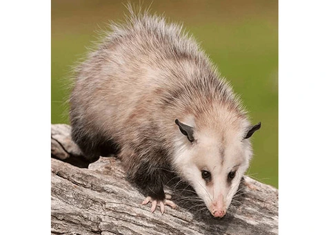 Protect Your Home with Humane Possum Blocking Services in Melbourne