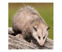 Protect Your Home with Humane Possum Blocking Services in Melbourne