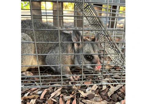 Protect Your Home with Humane Possum Blocking Services in Melbourne - 2/2