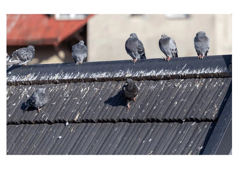 How to Get Rid of Pigeons on Your Roof?