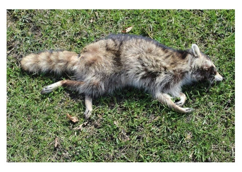 Happy Dead Animal Removal Sydney - 2/4