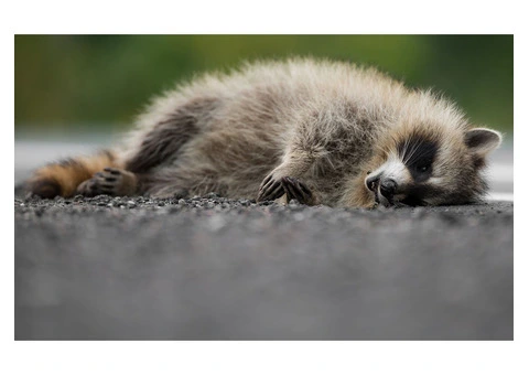 Happy Dead Animal Removal Sydney - 3/4