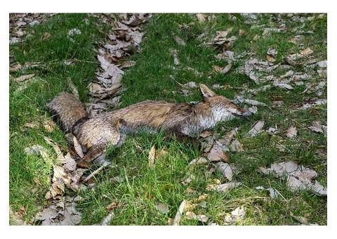 Happy Dead Animal Removal Sydney - 4/4