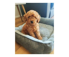 F2B Toy Cavoodle for sale