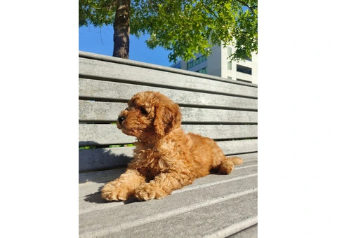 F2B Toy Cavoodle for sale - 2/4