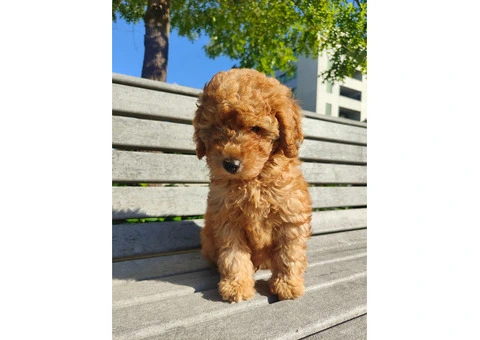 F2B Toy Cavoodle for sale - 3/4