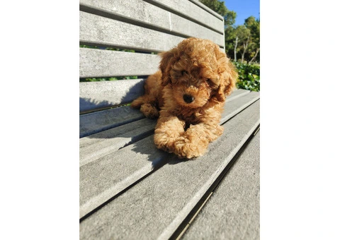 F2B Toy Cavoodle for sale - 4/4