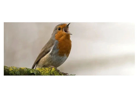 Guarantee Safety With a Birds Nest Removal Company