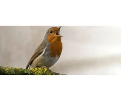 Guarantee Safety With a Birds Nest Removal Company