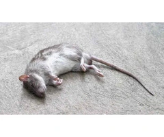 Dead Animal Removal Perth: True Pest Control