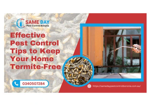 Effective Pest Control Boronia Tips to Keep Your Home Termite-Free