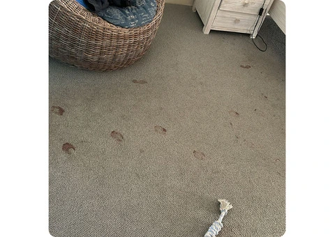 Lotus Carpet Cleaning Sydney - 4/4