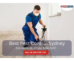 Rat Control Sydney – Professional Management Solutions