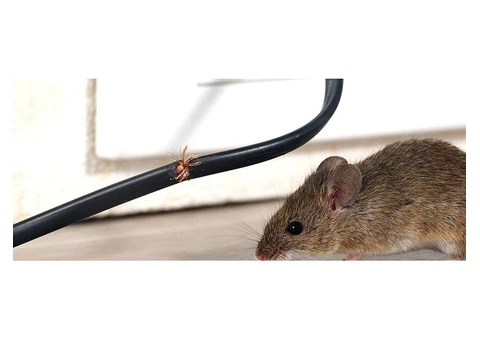 Keep Your Space Rodent-Free With Trusted Rat Removal Services Near Melbourne