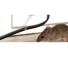 Keep Your Space Rodent-Free With Trusted Rat Removal Services Near Melbourne