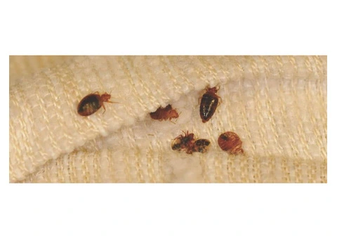 Reclaim Peaceful Sleep With Trusted Bed Bugs Control Options Near Melbourne