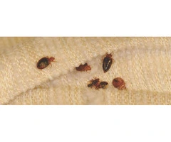 Reclaim Peaceful Sleep With Trusted Bed Bugs Control Options Near Melbourne