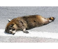 Dead Animal Removal Melbourne: Fast & Safe Service