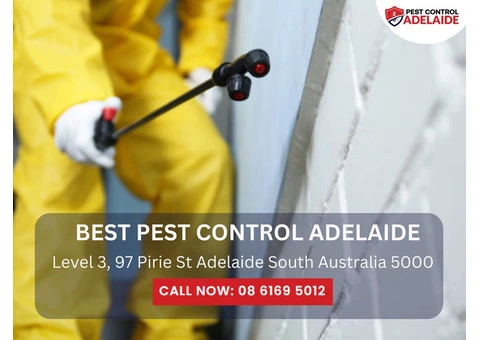 Professional Termite Control in Adelaide – Safeguard Your Property