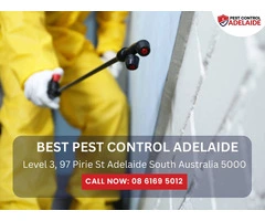 Professional Termite Control in Adelaide – Safeguard Your Property