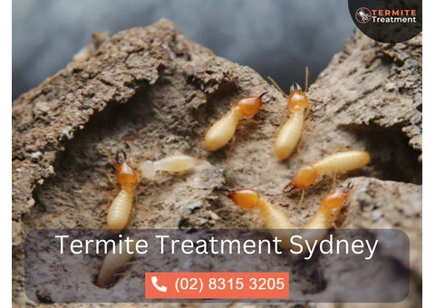 Expert Termite Experts in Sydney – Your Solution to Termite Problems