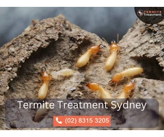 Expert Termite Experts in Sydney – Your Solution to Termite Problems