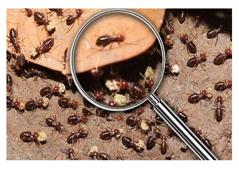 Get Rid of Mice – Reliable Mouse Control Solutions