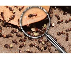 Get Rid of Mice – Reliable Mouse Control Solutions