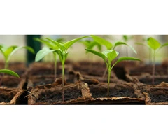 Premium Slow Release Organic Fertiliser – Available at Soil Dynamics!