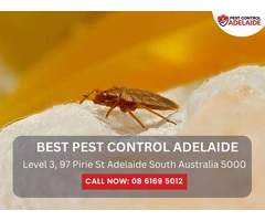 Residential Pest Control Adelaide – Keep Your Home Pest-Free