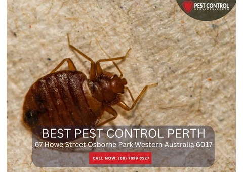 Pest Exterminators in Perth – Fast & Reliable Services