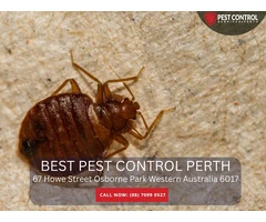 Pest Exterminators in Perth – Fast & Reliable Services