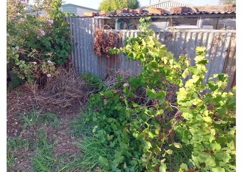 martin's gardening - 3/7