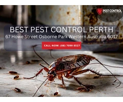Trusted Solutions for the Best Pest Control Services in Perth