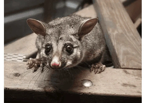 Effective Possum Pest Control in Melbourne: Protect Your Home Today!