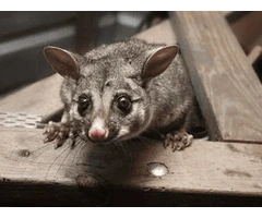 Effective Possum Pest Control in Melbourne: Protect Your Home Today!