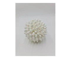 Ethically Sourced Seashells for Sustainable Coastal Decor