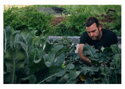 Organic Fertiliser for Vegetables – Boost Growth Naturally with Soil Dynamics