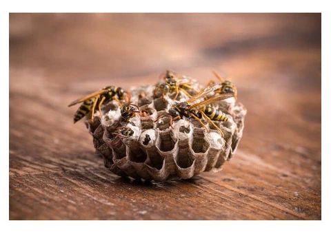 Pest Patrol Wasp Removal Brisbane